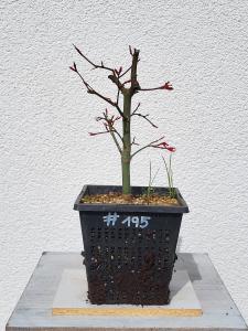 Fächerahorn - Acer deshojo